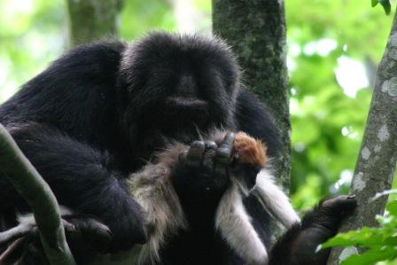  1b (right). Chimpanzee eating a rare delicacy, a colobus monkey. Photo courtesy of Alain Houle. 