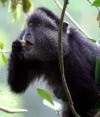 Image 2. A Black and White Colobus Monkey eating leaves. Photo by Alain Houle. 